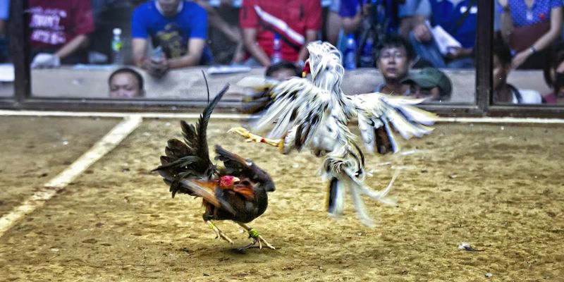 Những điểm khác biệt của đá gà Thái Lan